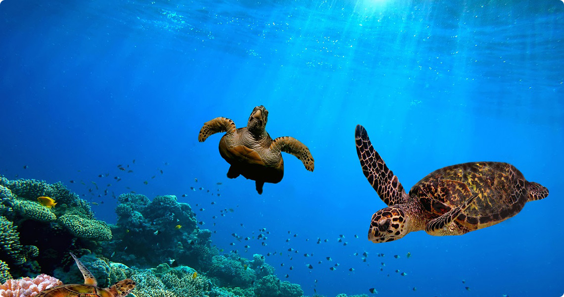 Experience Australia